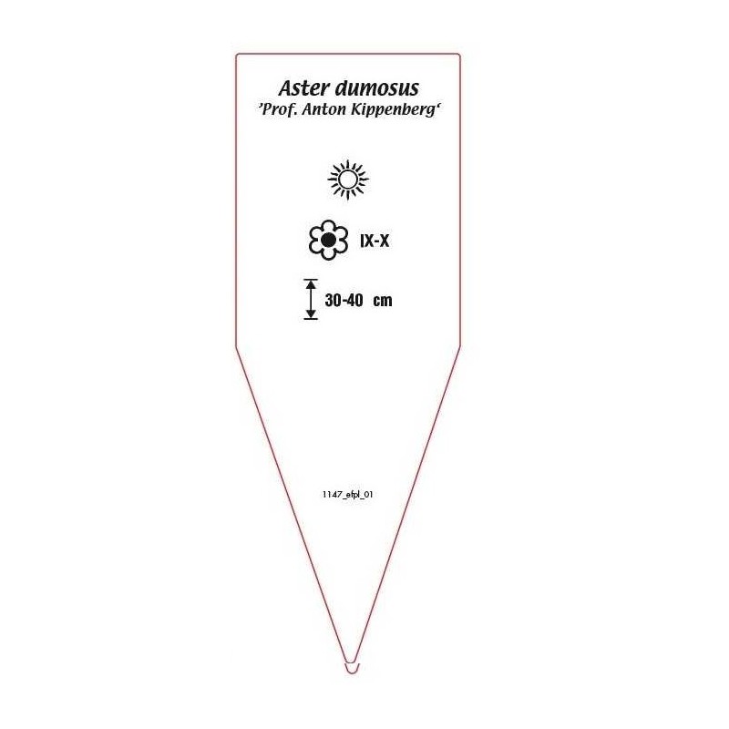 aster-dumosus-prof-anton-kippenberg-1