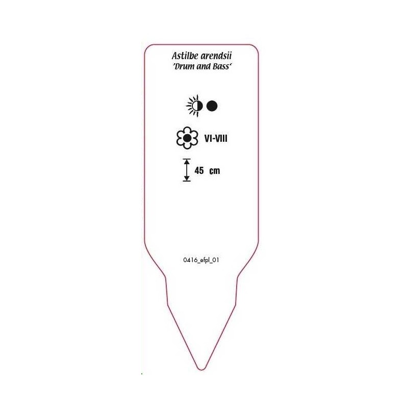 astilbe-arendsii-drum-and-bass-1