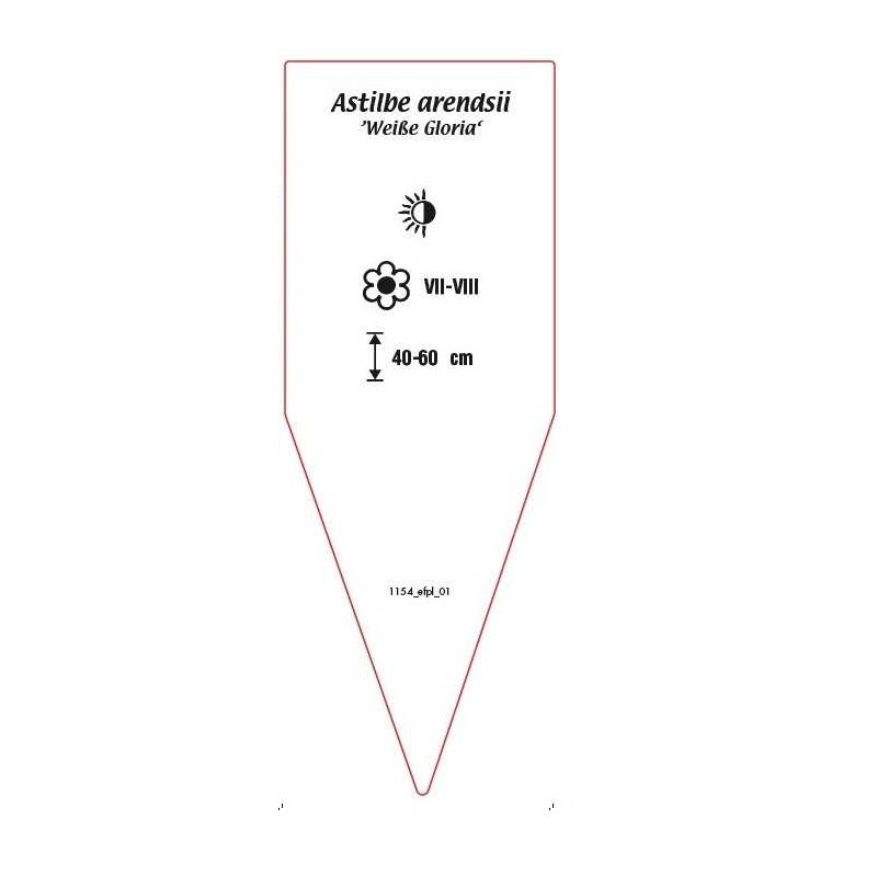 astilbe-arendsii-weise-gloria-1