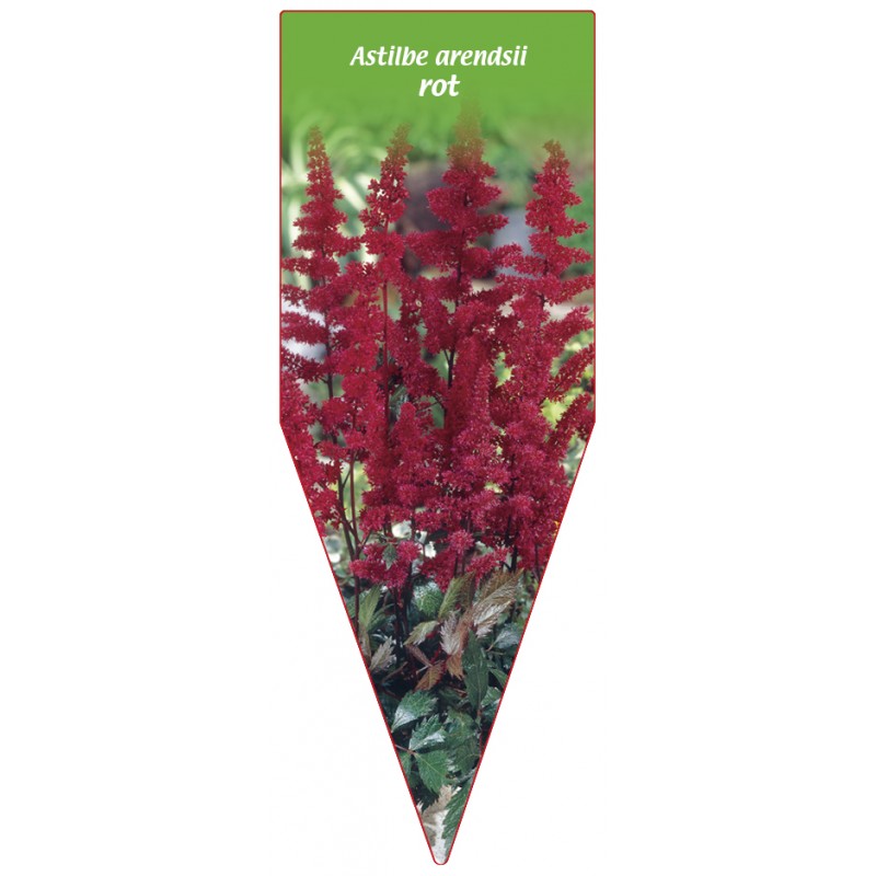 astilbe-arendsii-rot0