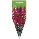 astilbe-arendsii-rot0