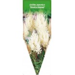 astilbe-japonica-deutschland-b0