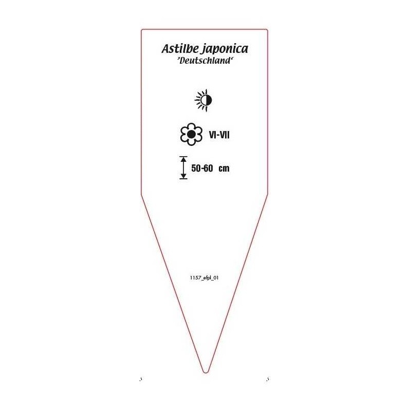 astilbe-japonica-deutschland-b1