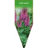 astilbe-taquetii-b0