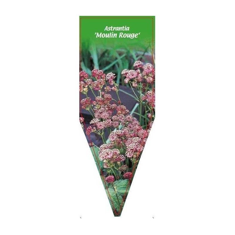 astrantia-moulin-rouge-0