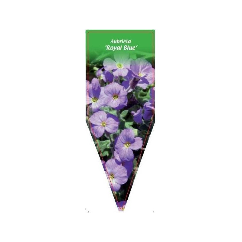 aubrieta-royal-blue-0