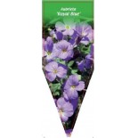 aubrieta-royal-blue-0