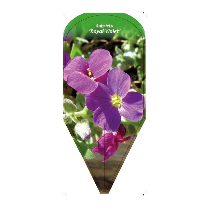 aubrieta-royal-violet-0