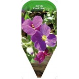 aubrieta-royal-violet-0