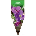 aubrieta-royal-violet-0