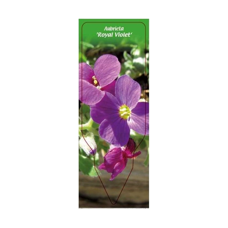 aubrieta-royal-violet-0