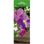 aubrieta-royal-violet-0