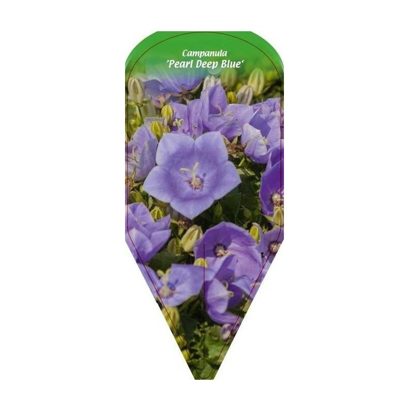 campanula-pearl-deep-blue-0