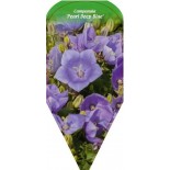 campanula-pearl-deep-blue-0