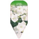 campanula-pearl-white-0