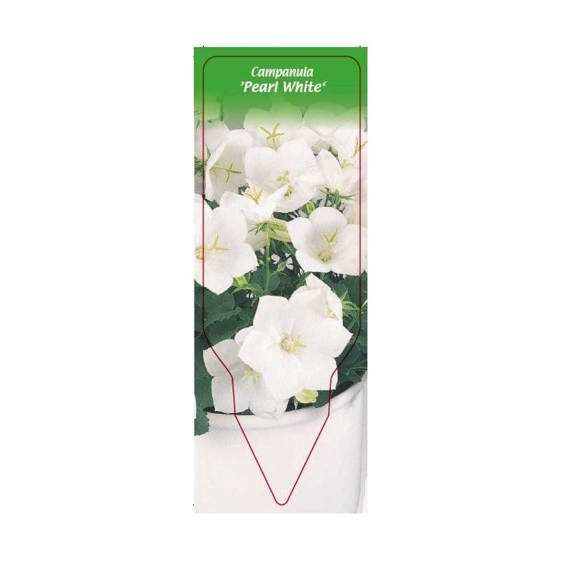 campanula-pearl-white-0