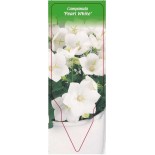 campanula-pearl-white-0