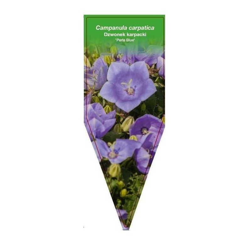 campanula-carpatica-perla-blue-0