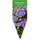 campanula-carpatica-perla-blue-0