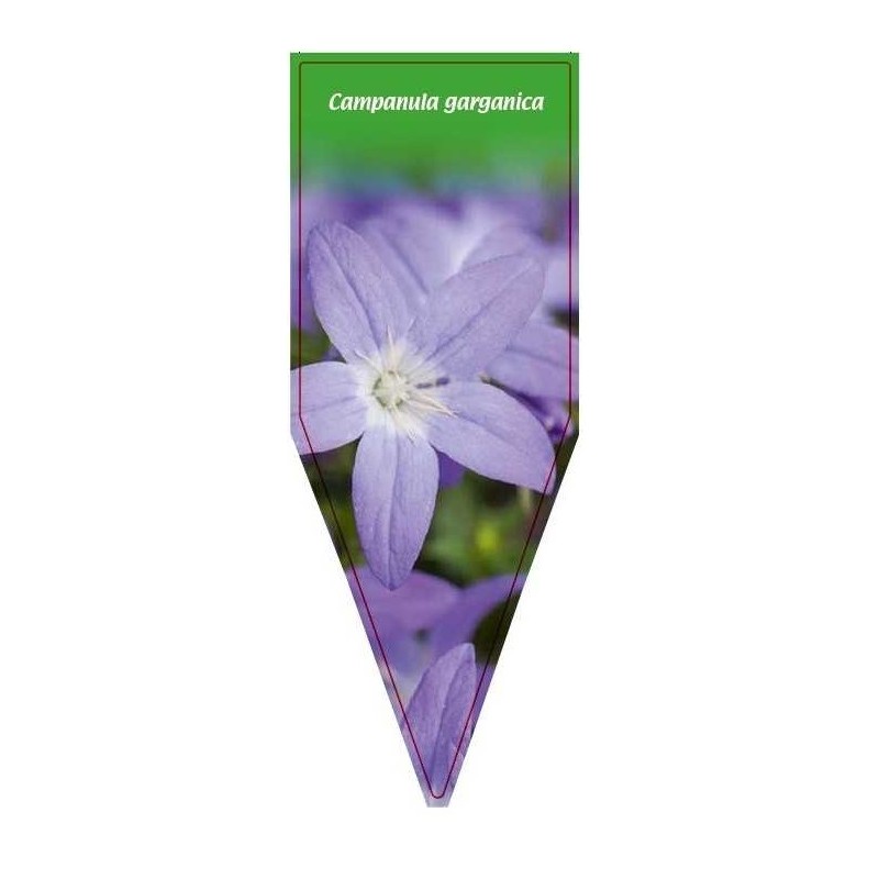 campanula-garganica0