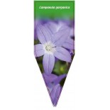 campanula-garganica0