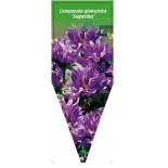 campanula-glomerata-superba-b0