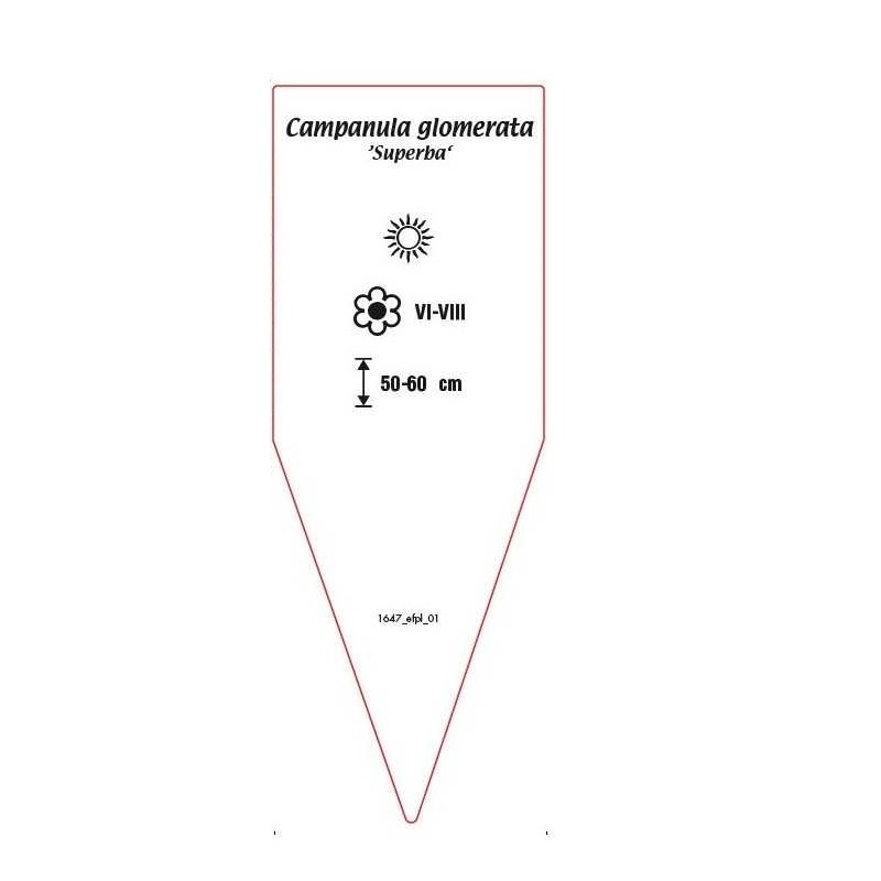 campanula-glomerata-superba-b1