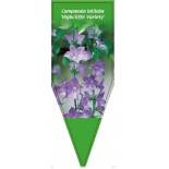 campanula-latiloba-highcliffe-variety-0