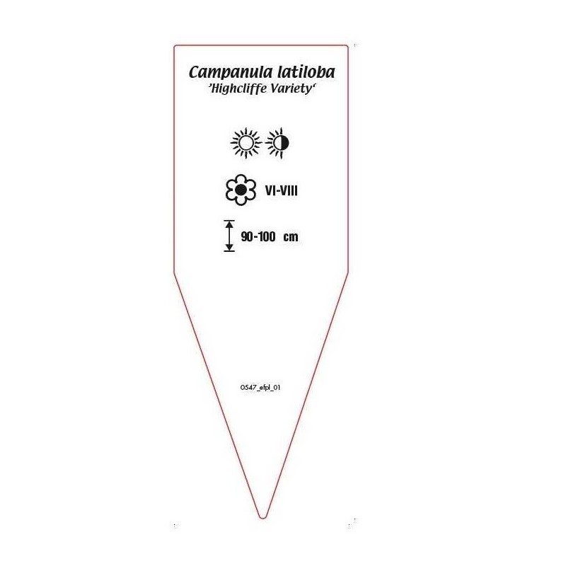 campanula-latiloba-highcliffe-variety-1