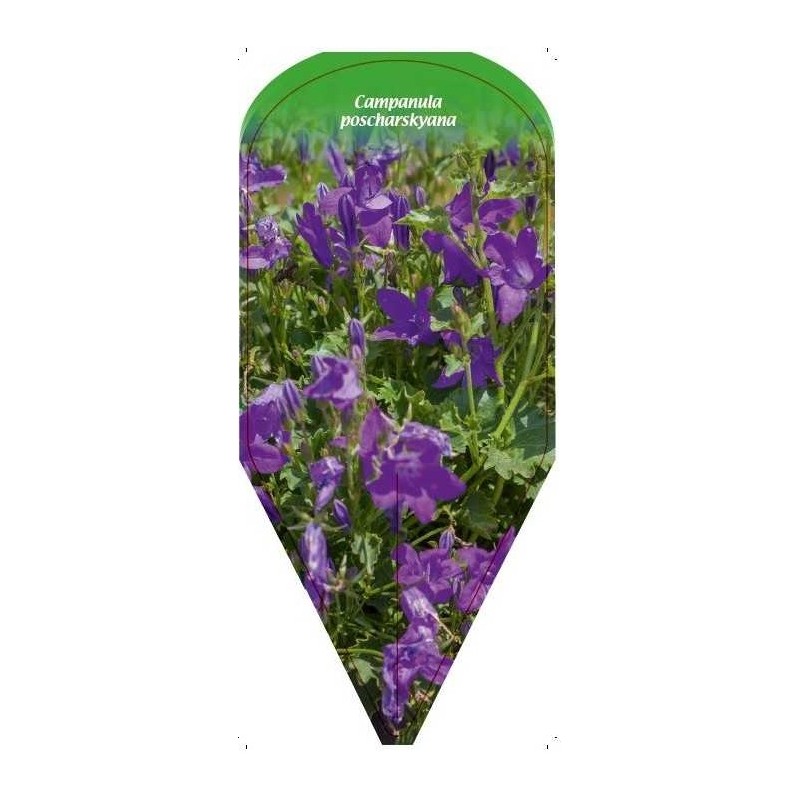 campanula-poscharskyana0