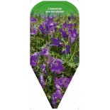 campanula-poscharskyana0