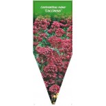 centranthus-ruber-coccineus-b0