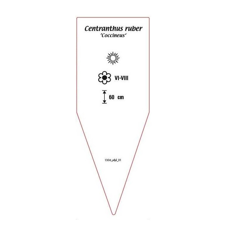 centranthus-ruber-coccineus-b1