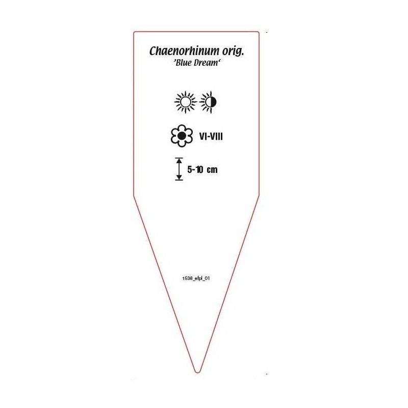 chaenorhinum-origanifolium-blue-dream-1