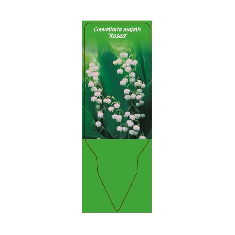 convallaria-majalis-rosea-0