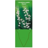 convallaria-majalis-rosea-0