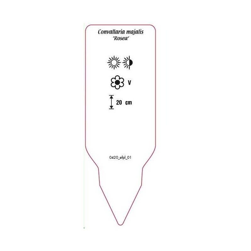 convallaria-majalis-rosea-1