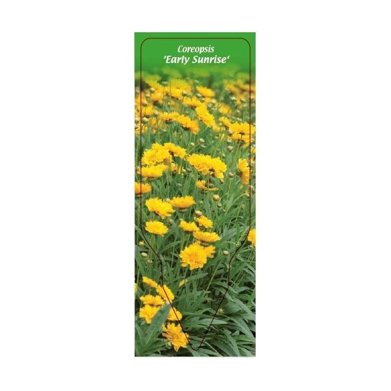 coreopsis-early-sunrise-0