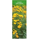 coreopsis-early-sunrise-0