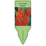 crocosmia-lucifer-0