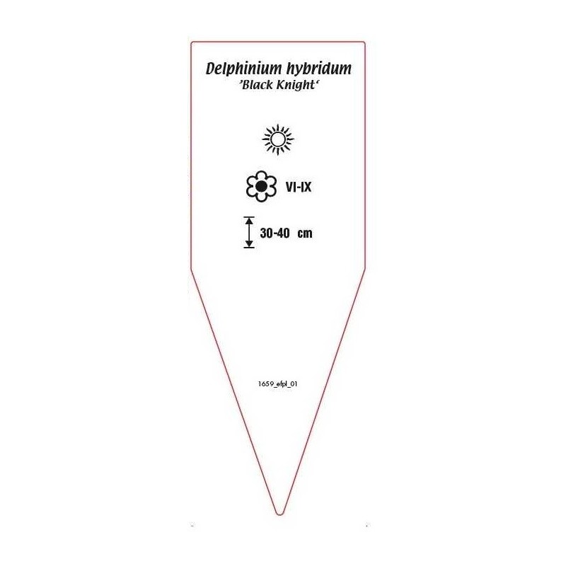 delphinium-hybridum-black-knight-b1