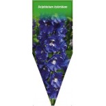 delphinium-hybridum-blau-b0