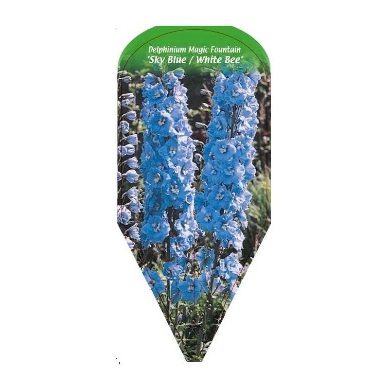 delphinium-magic-fountain-sky-blue-white-bee-b0