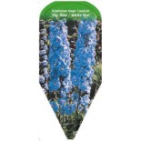 delphinium-magic-fountain-sky-blue-white-bee-b0