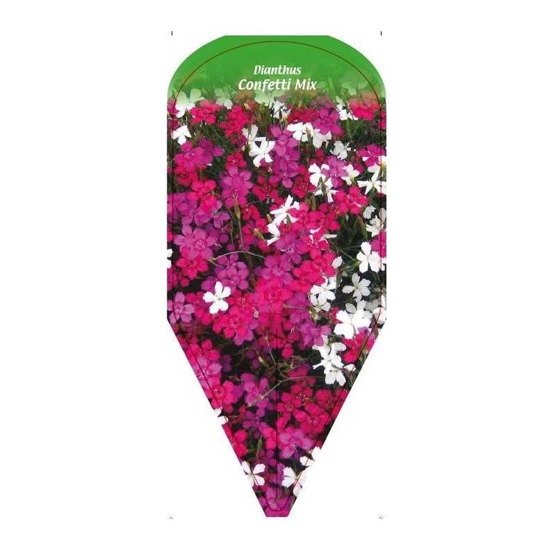 dianthus-confetti-mix-0