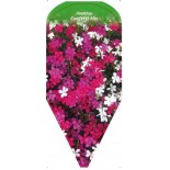 dianthus-confetti-mix-0