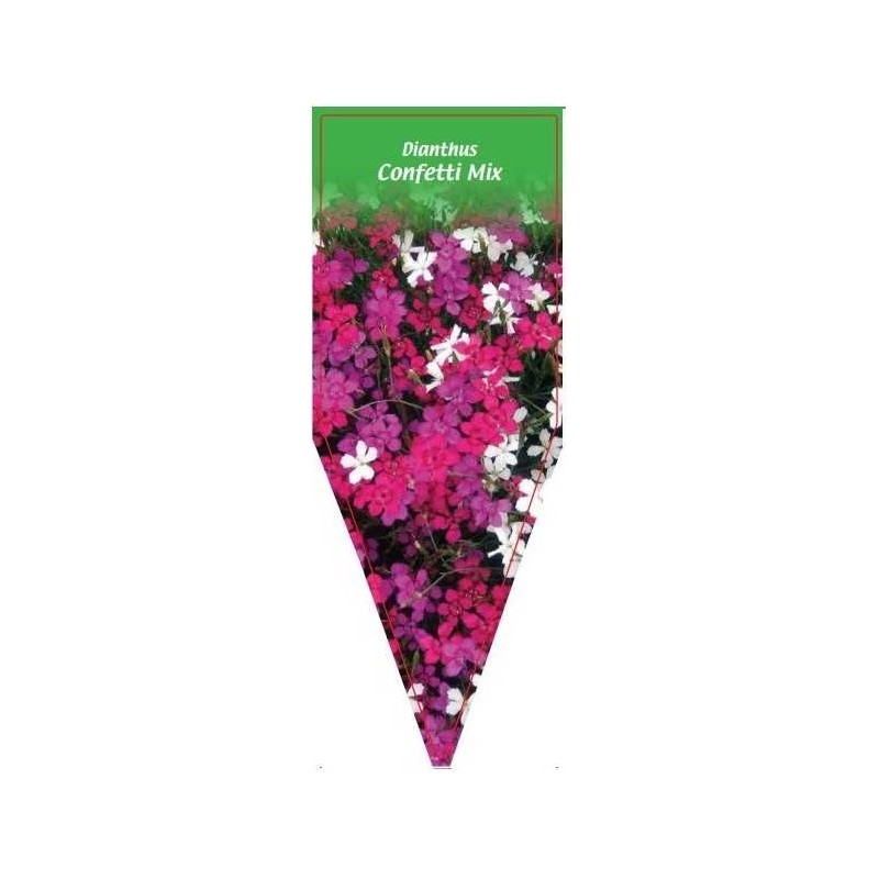 dianthus-confetti-mix-0