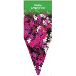 dianthus-confetti-mix-0