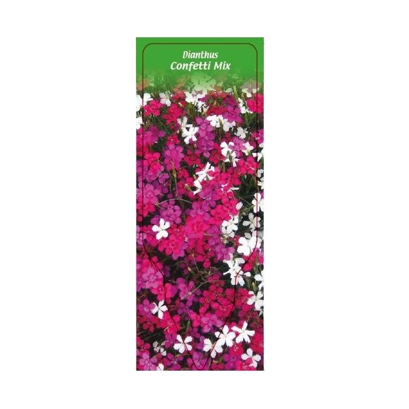 dianthus-confetti-mix0