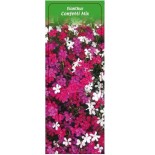 dianthus-confetti-mix0